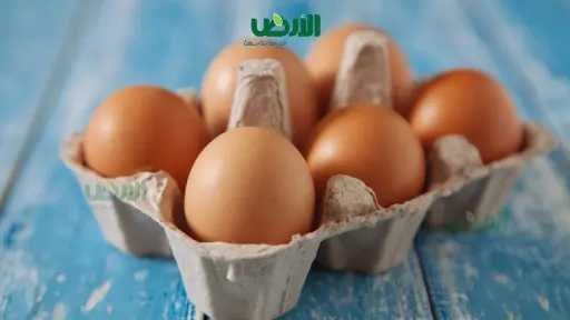أسعار كرتونة البيض اليوم الأربعاء 19 - 8 - 2026