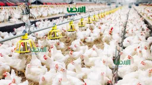 أسعار الفراخ البيضاء في مصر اليوم الأربعاء `9 - 8 - 2026