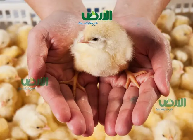 أسعار الكتاكيت في مصر اليوم الأربعاء 19 - 8 - 2026