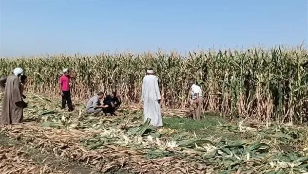 زراعة الأقصر تشدد على استخدام المبيدات المعتمدة والالتزام بالجرعات الرسمية