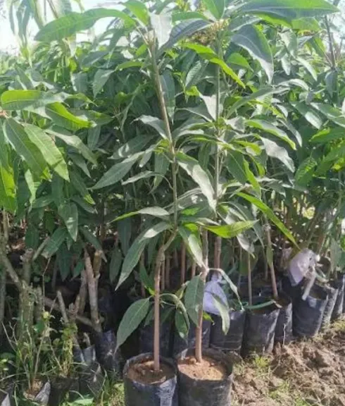 شتلات المانجو المطعومة.. كيف تختار الأصل المناسب وتحافظ على نجاح الزراعة؟
