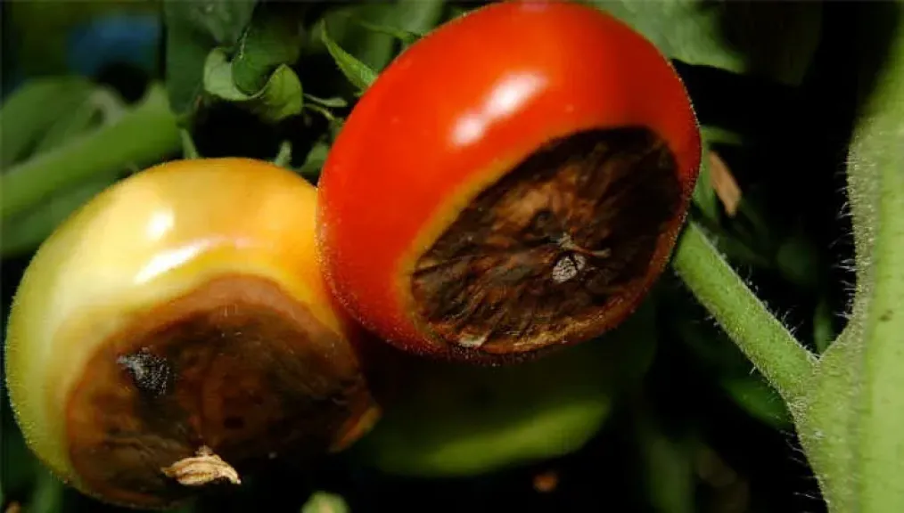 علاج حديث لعفن الطرف الزهري في الطماطم