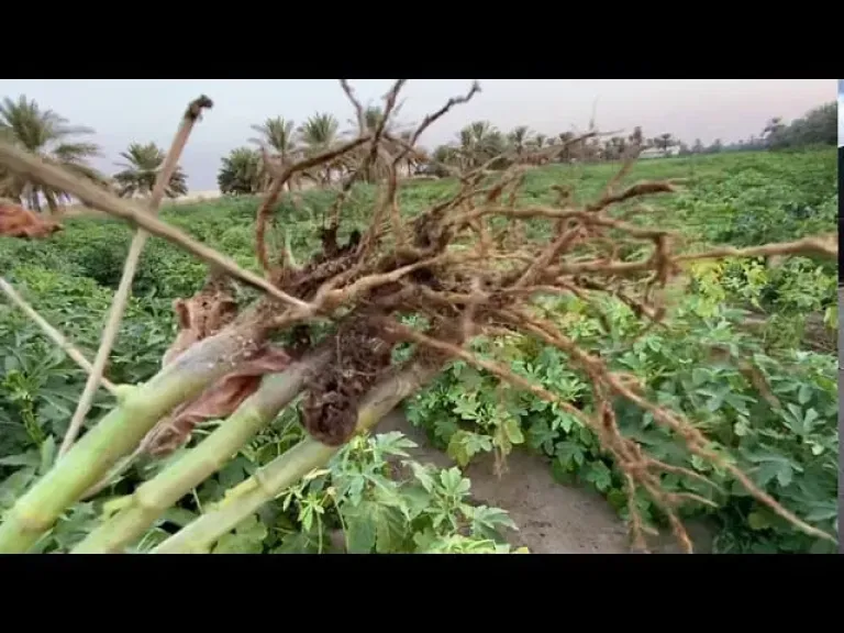فك أسرار الجينوم الكامل للفطر المسبب لتعفن جذور البامية
