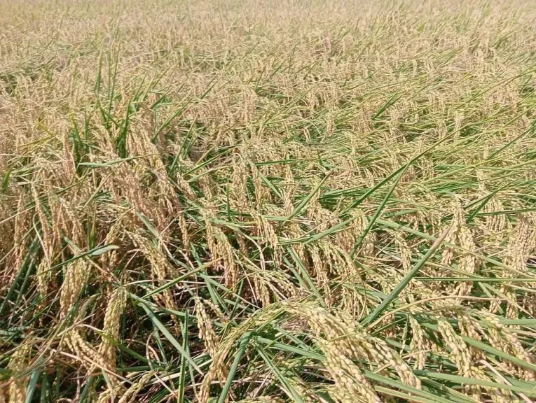 سر الإخصاب العالي.. خبير زراعي يكشف التوقيت المثالي لرش البورون في الأرز