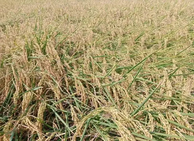 سر الإخصاب العالي.. خبير زراعي يكشف التوقيت المثالي لرش البورون في الأرز