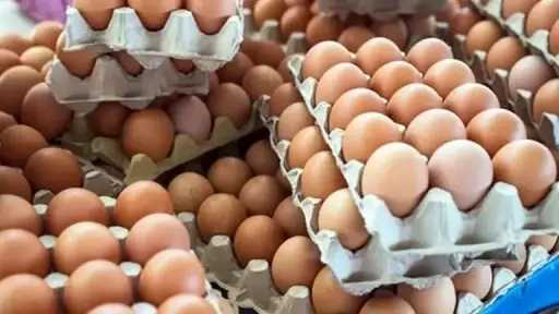 مع دقات جرس المدرسة.. هل تشتعل أسعار البيض تحت ضغط الطلب اليومي؟