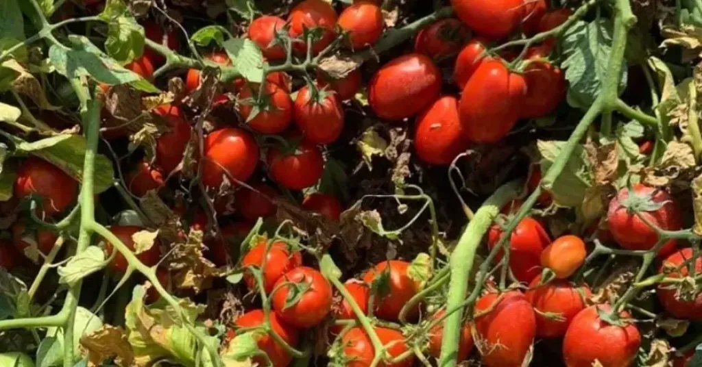 الحرارة تهدد محصول الطماطم.. تحذيرات من بروز المياسم وفشل عقد الثمار