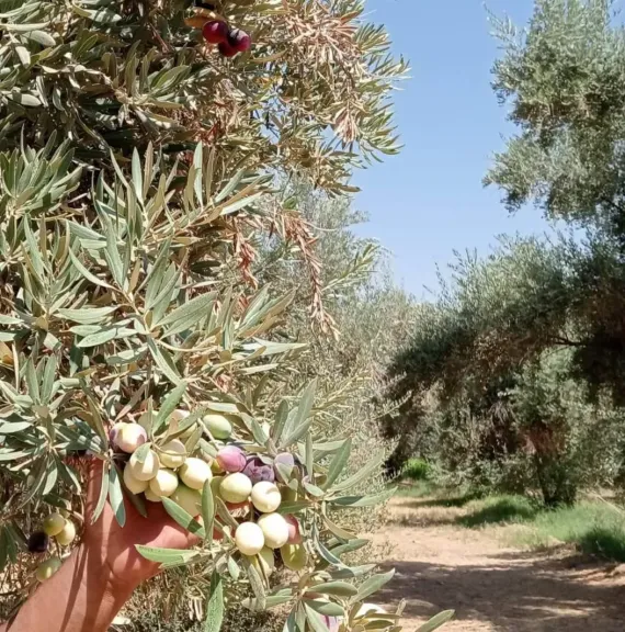 لزيادة إنتاجية الزيتون.. تعرف على فوائد الطحالب البحرية للأشجار