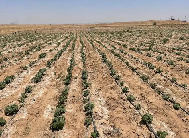 الزراعة تكشف المحاصيل الأكثر تحملاً لملوحة التربة ومياه الري