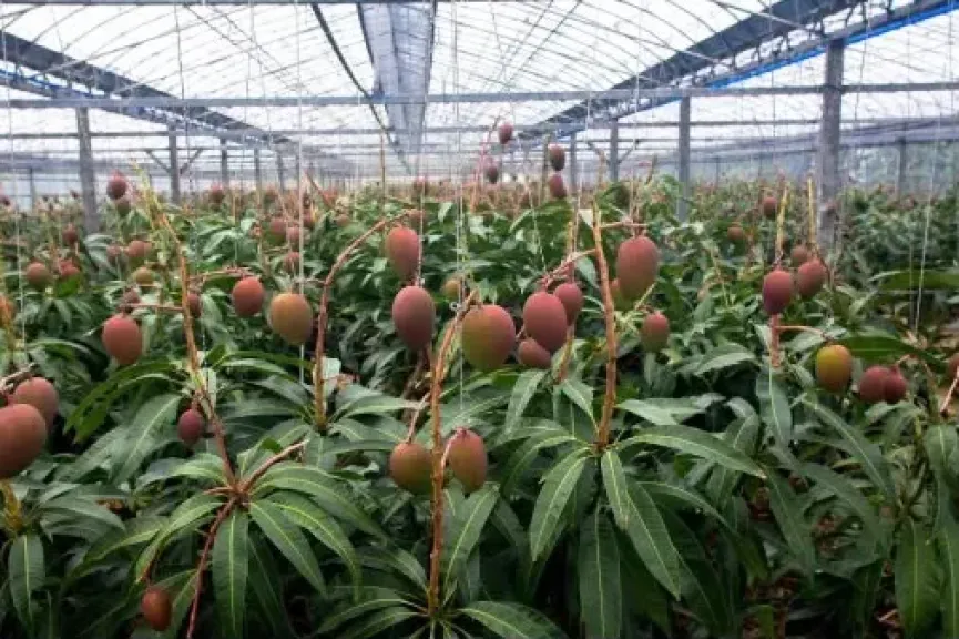 حلول مشاكل المانجو في الأرض الرملية الخفيفة والري البحاري