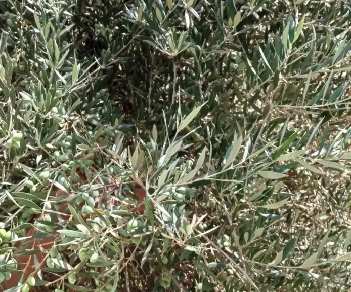 قبل فوات الأوان.. خبير زراعي يكشف سر حماية الزيتون من ”عاصفة التساقط” قبل الجني