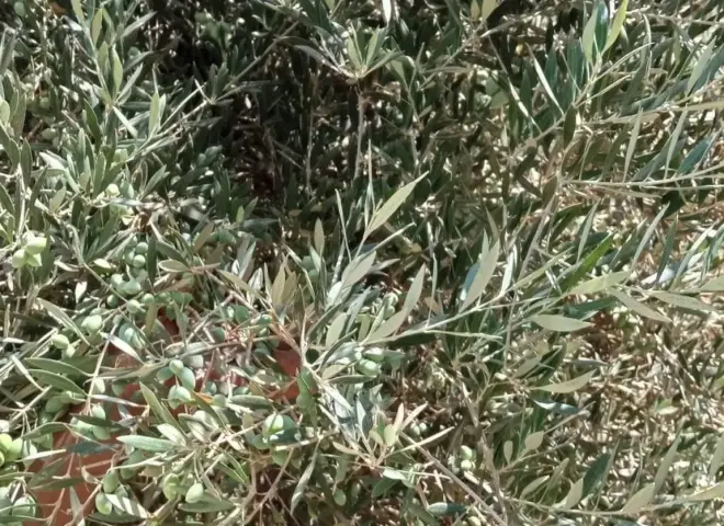 قبل فوات الأوان.. خبير زراعي يكشف سر حماية الزيتون من ”عاصفة التساقط” قبل الجني