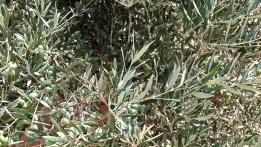 قبل فوات الأوان.. خبير زراعي يكشف سر حماية الزيتون من ”عاصفة التساقط” قبل الجني
