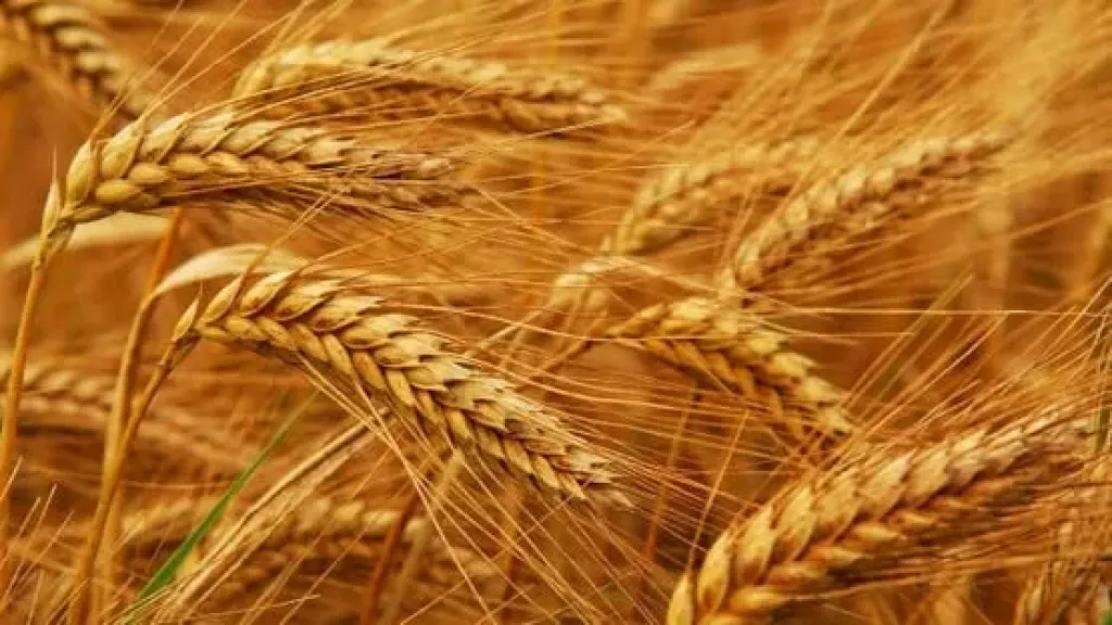 حصاد الذهب الأصفر.. مصر تخترق حاجز الـ10 ملايين طن قمح بنجاح تاريخي