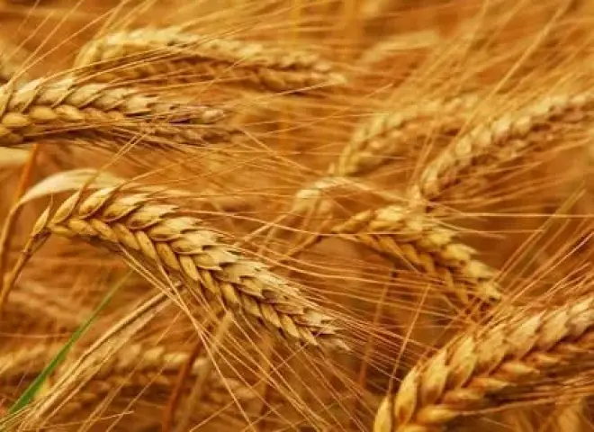 حصاد الذهب الأصفر.. مصر تخترق حاجز الـ10 ملايين طن قمح بنجاح تاريخي