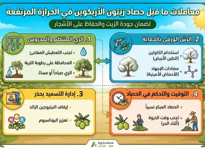 كيف تؤخر زمن حصاد زيتون الأربكوين؟