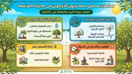 كيف تؤخر زمن حصاد زيتون الأربكوين؟