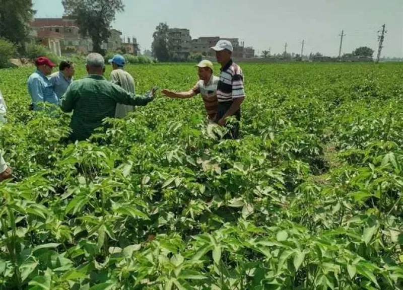 قبل فوات الأوان.. خبير يوضح أسباب «ربط القطن» وكيفية علاجه