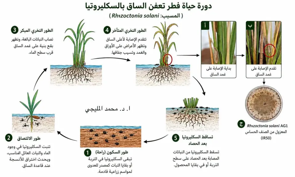 مرض خطير يهدد الأرز.. تعرف على أعراض «لفحة الغمد» وطرق المكافحة