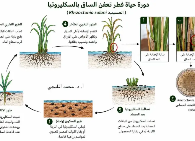 مرض خطير يهدد الأرز.. تعرف على أعراض «لفحة الغمد» وطرق المكافحة
