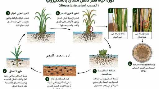 مرض خطير يهدد الأرز.. تعرف على أعراض «لفحة الغمد» وطرق المكافحة