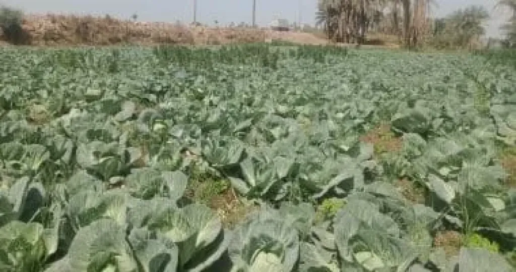 ”سر تمرد الكرنب”.. لماذا ترفض الأوراق الالتفاف وكيف تنجو من الفخ؟