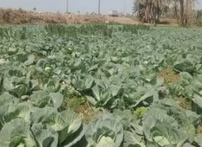 ”سر تمرد الكرنب”.. لماذا ترفض الأوراق الالتفاف وكيف تنجو من الفخ؟