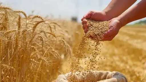 ضربة غلاء الاستيراد: مصر تخفض واردات القمح بـ 700 ألف طن في عام واحد