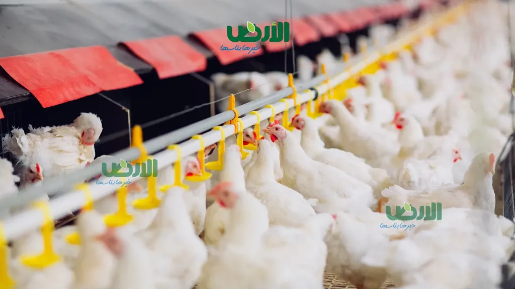 أسعار الفراخ البيضاء في مصر اليوم الأربعاء 26 - 8 - 2026