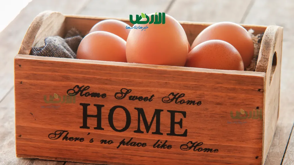 أسعار كرتونة البيض اليوم الأربعاء 26 - 8 - 2026