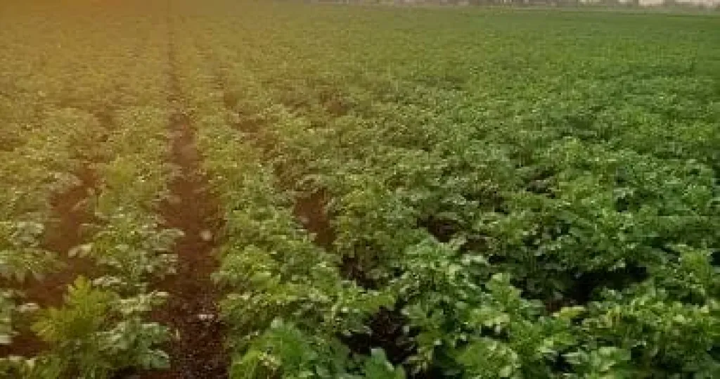 الحرارة تضرب نمو النباتات.. «المناخ الزراعي» يكشف طرق المواجهة