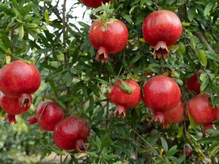 خريطة أغسطس لمزارعي الرمان والجوافة.. ري منتظم وتسميد ومكافحة للآفات