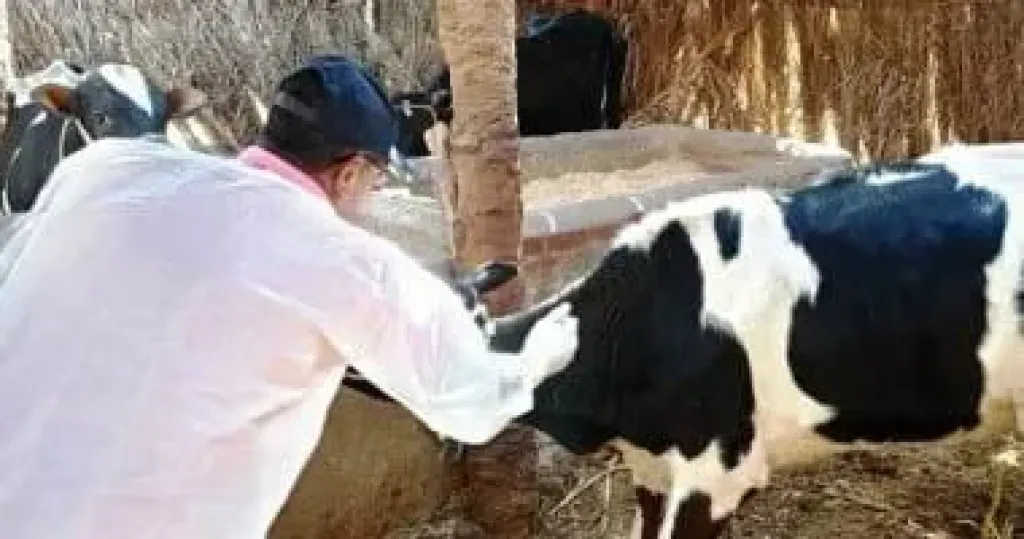 الأطباء البيطريون يدعون المربين لتحصين الماشية ضد الحمى القلاعية