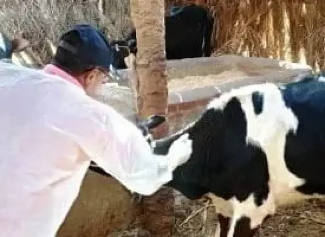 الأطباء البيطريون يدعون المربين لتحصين الماشية ضد الحمى القلاعية
