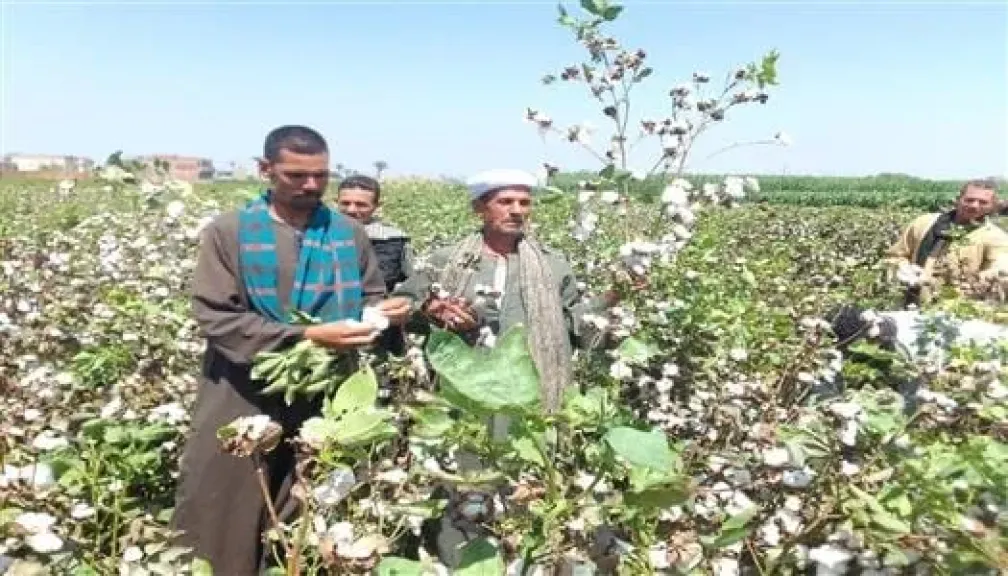 3669  فدان قطن.. وكيل زراعة بني سويف يكشف الصنف الأبرز وتوصيات الجني