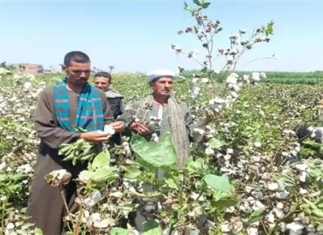 3669  فدان قطن.. وكيل زراعة بني سويف يكشف الصنف الأبرز وتوصيات الجني