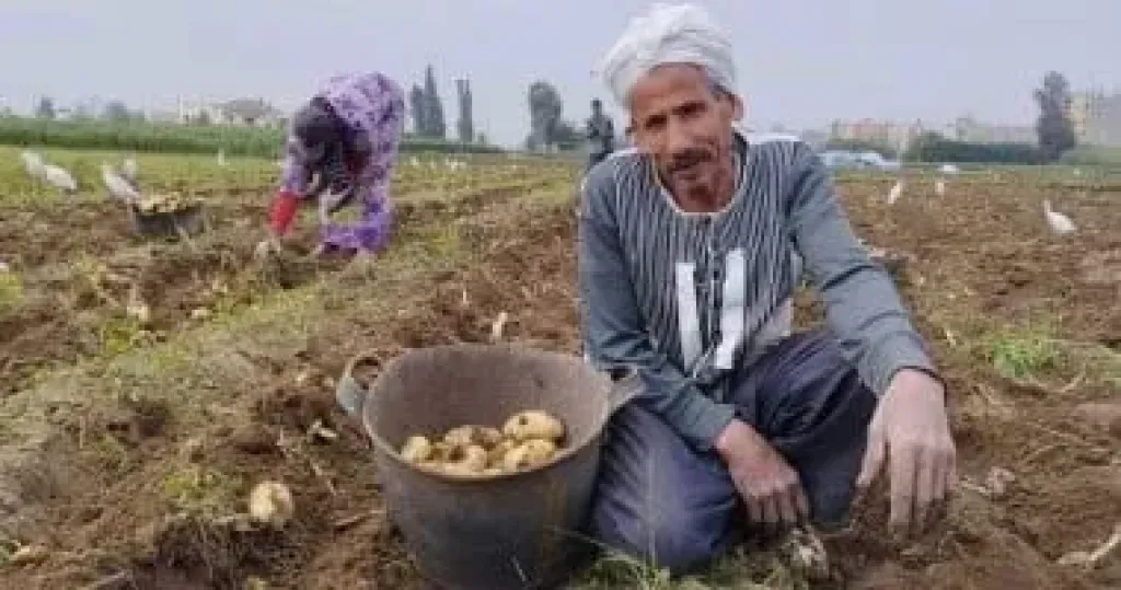 الفلاح يزرع والتاجر يحصد.. اتهامات لجشع التجار بإشعال أسعار الخضروات