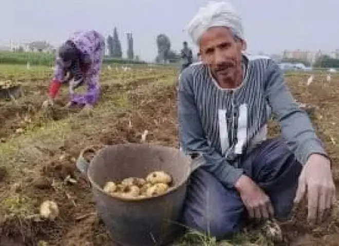 الفلاح يزرع والتاجر يحصد.. اتهامات لجشع التجار بإشعال أسعار الخضروات