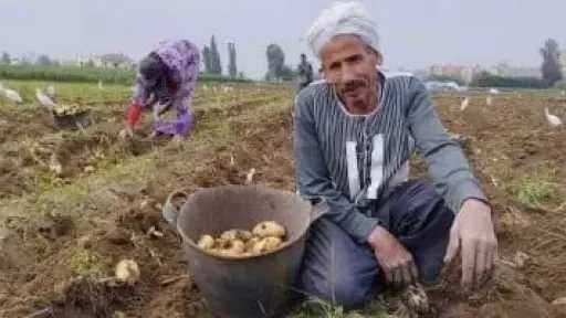 الفلاح يزرع والتاجر يحصد.. اتهامات لجشع التجار بإشعال أسعار الخضروات