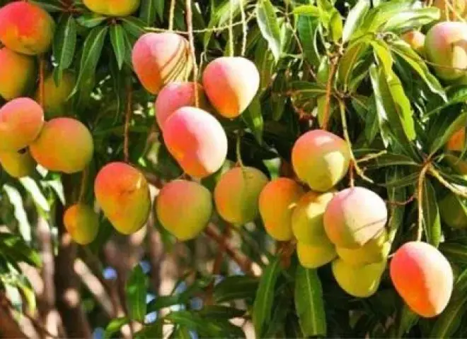 روشتة تحجيم الثمار.. كيف يواجه المزارع الإجهاد الحراري ويضمن جودة المحصول؟