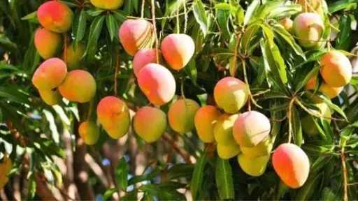 روشتة تحجيم الثمار.. كيف يواجه المزارع الإجهاد الحراري ويضمن جودة المحصول؟