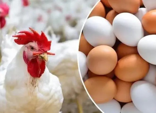 موسم المدارس يشعل الطلب.. ارتفاع أسعار الدواجن والبيض في الأسواق