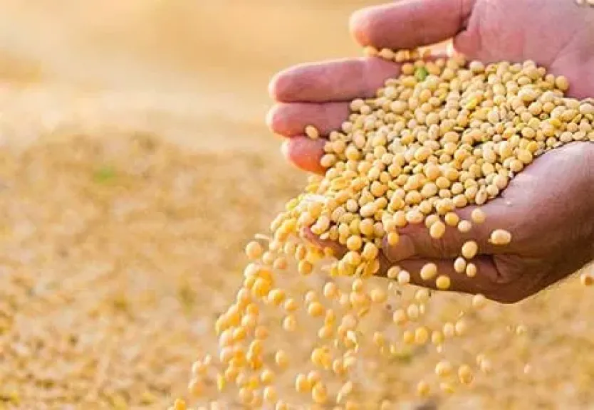 تقلبات أسواق الحبوب العالمية ترفع مخاطر الاستيراد.. كيف تتأثر مصر باضطرابات البحر الأسود والطقس؟