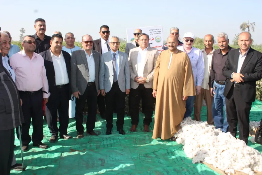 انطلاق موسم جني القطن ببني سويف.. 3669 فدانًا من «الذهب الأبيض»