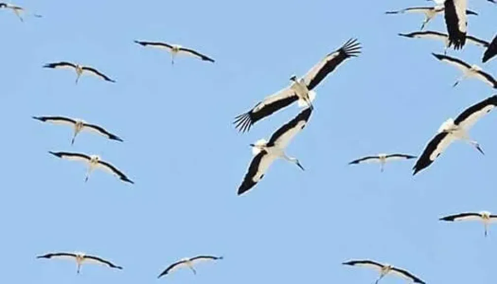 توصيات جديدة لتنظيم صيد الطيور المهاجرة وحماية التنوع البيولوجي