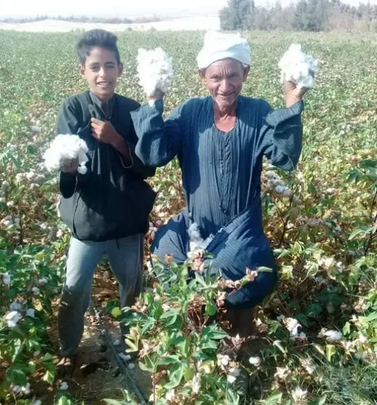 نداء من قلب الحقول.. مزارعو القطن يطالبون الحكومة بسعر عادل لـ«الذهب الأبيض»