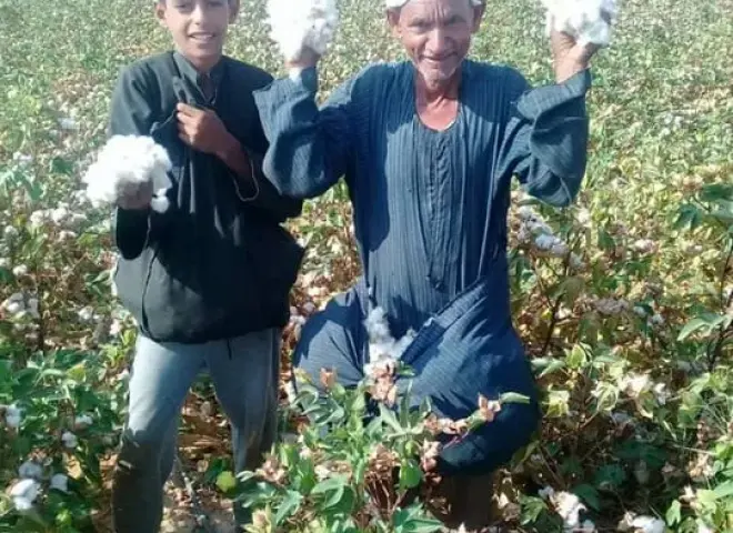نداء من قلب الحقول.. مزارعو القطن يطالبون الحكومة بسعر عادل لـ«الذهب الأبيض»
