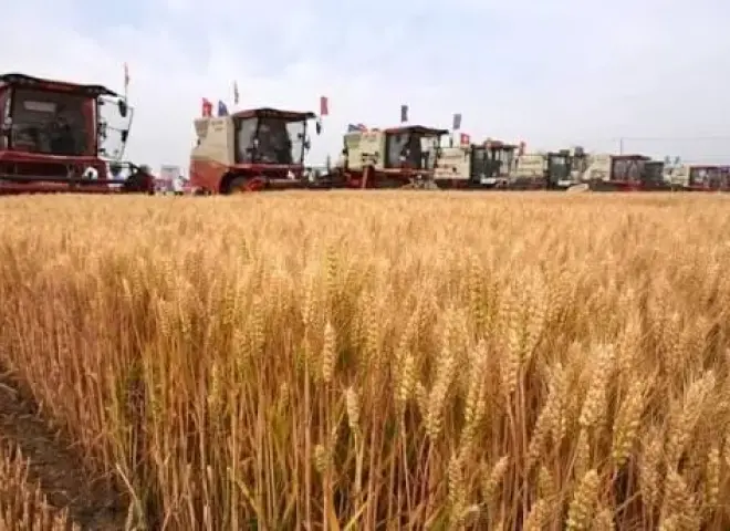 الصين تعزز الإنذار المبكر ومكافحة الآفات لحماية حصاد الحبوب