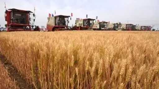 الصين تعزز الإنذار المبكر ومكافحة الآفات لحماية حصاد الحبوب
