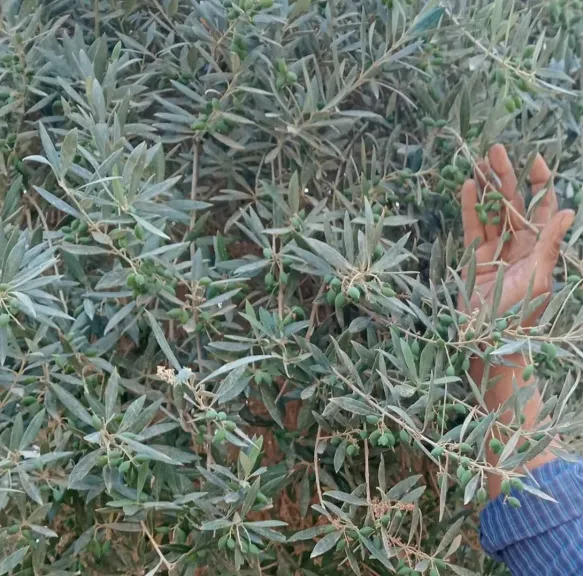 معاملات شجرة الزيتون على مدار العام.. خبير زراعي يكشف برنامج الخدمة من يناير حتى ديسمبر